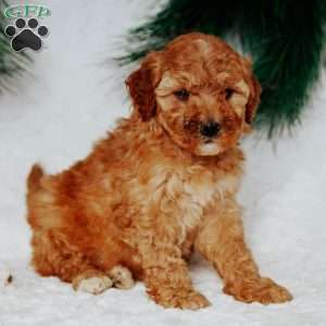 Noelle, Mini Goldendoodle Puppy